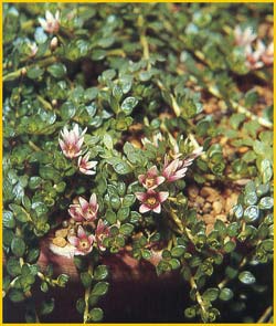   ( Anagallis alternifolia )