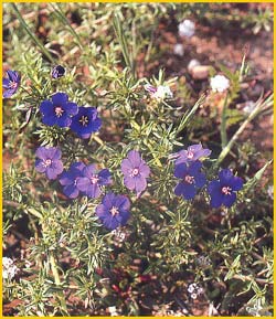   /  ( Anagallis monellii / collina / linifolia / maritima / grandiflora )