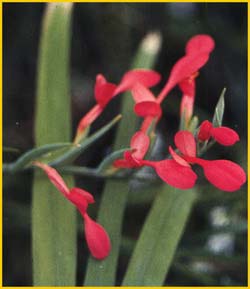   ( Anomalesia / Antholyza cunonia / Gladiolus cunonius )