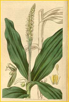   ( Peristylus plantagineus )  Curtis's Botanical Magazine  1835