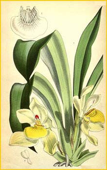  ( Pescatoria cerina )  Curtis's Botanical Magazine 1866