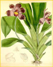   ( Pescatoria coelestis )  Curtis's Botanical Magazine 1879