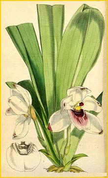   ( Pescatoria dayana )  Curtis's Botanical Magazine 1876