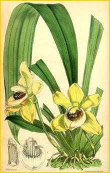    ( Pescatoria lamellosa )  Curtis's Botanical Magazine 1876