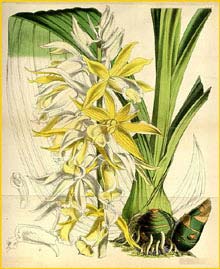   .  ( Phaius australis var. bernaysii )  Curtis's Botanical Magazine 1873
