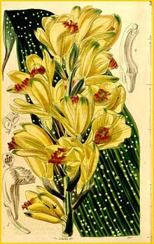   ( Phaius flavus )  Curtis's Botanical Magazine 1842