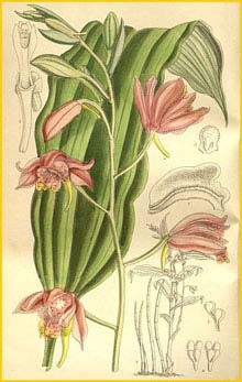    ( Phaius mishmensis )  Curtis's Botanical Magazine 1896