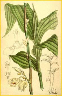   ( Phaius pauciflorus )  Curtis's Botanical Magazine 1889