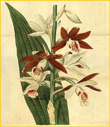   ( Phaius tankervilleae )  Curtis's Botanical Magazine  1817