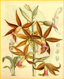   ( Phaius wallichii )  Curtis's Botanical Magazine  1888
