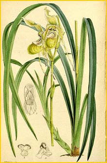  ( Phragmipedium caricinum ) Curtis's Botanical Magazine 1864