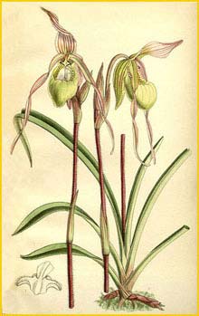   ( Phragmipedium klotzschianum ) Curtis's Botanical Magazine 1891