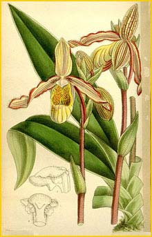  ( Phragmipedium lindleyanum ) Curtis's Botanical Magazine 1895