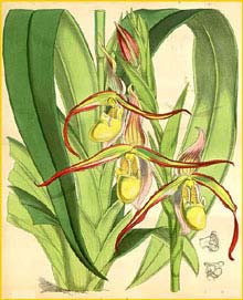   ( Phragmipedium longifolium ) Curtis's Botanical Magazine 1876