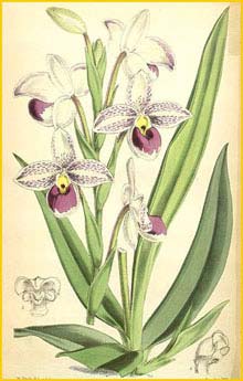   ( Phragmipedium schlimii ) Curtis's Botanical Magazine 1866