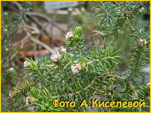   ( Phylica ericoides )