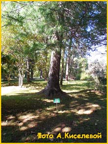   ( Pinus x schwerinii )