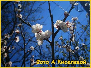    ( Prunus armeniaca / Armeniaca vulgaris ) 