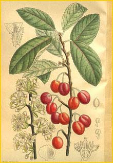   ( Prunus maritima ) Curtis's Botanical Magazine 1909