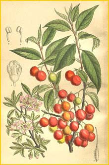    ( Prunus / erasus japonica ) Curtis's Botanical Magazine  1909