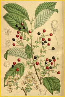   ( Prunus / erasus maximowiczii ) Curtis's Botanical Magazine 1915