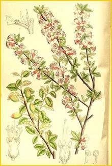   ( Prunus microcerasus / Cerasus microcarpa )  Curtis's Botanical Magazine 1911