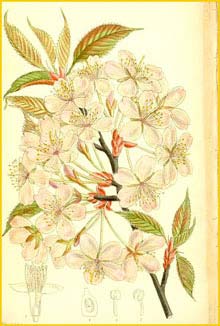   ( Prunus sargenti )  Curtis's Botanical Magazine 1911
