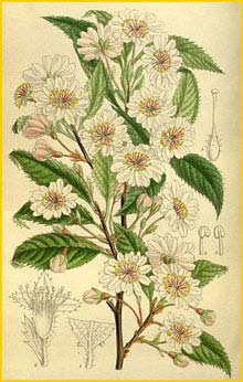    ( Prunus / Cerasus subhirtela autumnalis )  Curtis's Botanical Magazine 1917