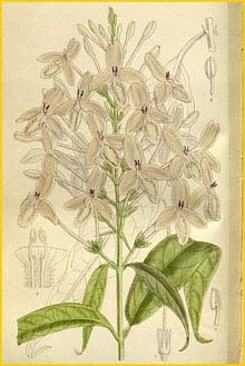   ( Pseuderanthemum lilacinum )  Curtis's Botanical Magazine 1912