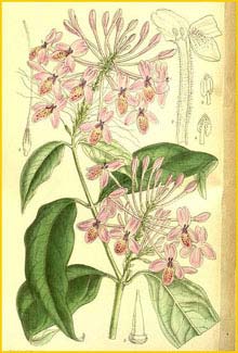   ( Pseuderanthemum malaccense )  Curtis's Botanical Magazine 1911