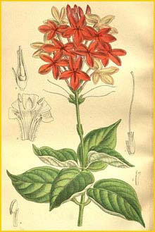  ( Pseuderanthemum seticalyx )  Curtis's Botanical Magazine 1909