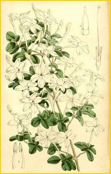   ( Pseuderanthemum tuberculatum )  Curtis's Botanical Magazine 1863