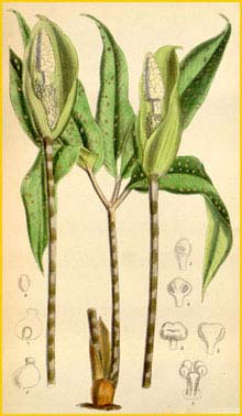   ( Pseudodracontium lacourii ) Curtis's Botanical Magazine