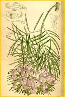   ( Psoralea affinis )  Curtis's Botanical Magazine 1910