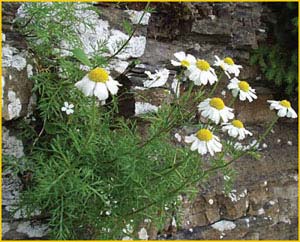   ( Ptarmica tenuifolia ),    