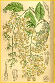  - ( Pterostyrax hispida ) Curtis's Botanical Magazine  1910