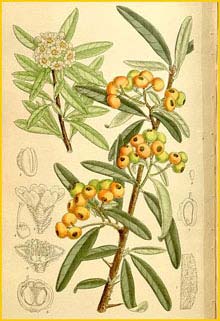   ( yracantha angustifolia )  Curtis's Botanical Magazine 1910