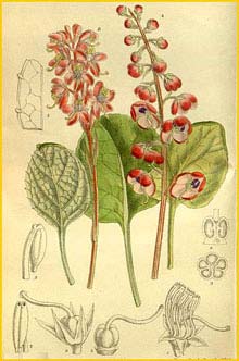     ( Pyrola uliginosa bracteata )  Curtis's Botanical Magazine  1917