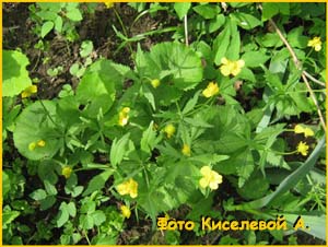    ( Ranunculus cassubicus )