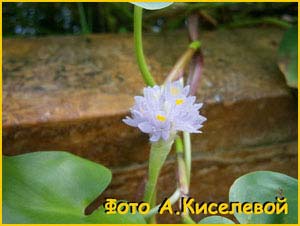   ( Reussia rotundifolia )