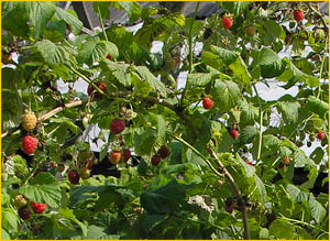   ( Rubus idaeus )