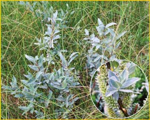   /  ( Salix lapponum ),    
