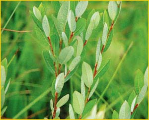    ( Salix myrtilloides ),    