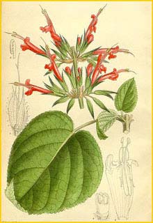 Шалфей длинностолбиковый ( Salvia longistyla )  Curtis's Botanical Magazine 1914
