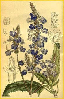 Шалфей болотный ( Salvia uliginosa ) Curtis's Botanical Magazine 1914