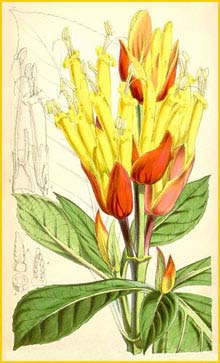   ( Sanchezia nobilis )  Curtis's Botanical Magazine 1866