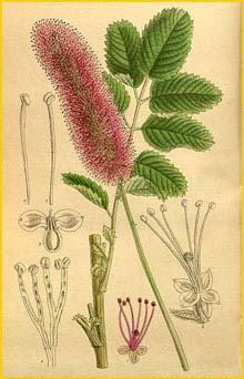    ( Sanguisorba obtusa amoena ) Curtis's Botanical Magazine 1916