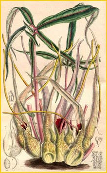   ( Sauromatum brevipes ) Curtis's Botanical Magazine