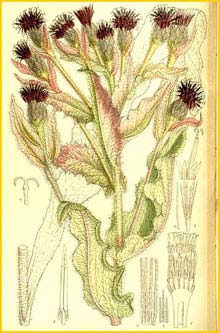   ( Saussurea veitchiana ) Curtis's Botanical Magazine 1911