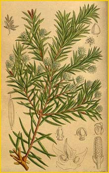    ( Saxegothaea conspicua )  Curtis's Botanical Magazine 1916